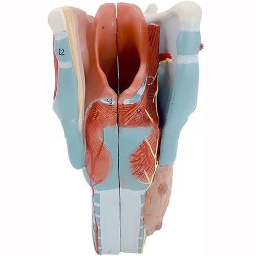 UNbit Anatomiemodel van het menselijk strottenhoofd 2X Uitgebreid anatomiemodel Anatomie voor ziekten Studie van het strottenhoofd Anatomiemodel