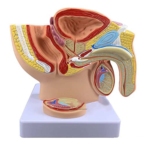 GaRcan Mannelijke bekkenholte Sagittale doorsnede Model Menselijk voortplantingssysteem Genitaal orgaan Demonstratie Onderwijs Anatomisch model voor medisch onderwijshulpmiddel