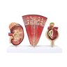 JSGDF Educatief model Anatomisch niermodel Menselijk orgel Anatomiemodel Niermodel met Nephron Glomerulair urinestelsel Model voor educatieve hulp voor school, onderwijs