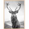 Bildverkstad Curious Deer Poster