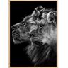 Bildverkstad Lion and  lioness portrait Poster