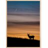 Bildverkstad Deer In Sunset Poster