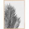 Bildverkstad Palm Leaves Poster