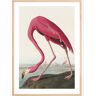 Bildverkstad American Flamingo Poster