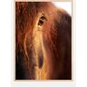 Bildverkstad Horse sunset Poster