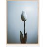 Bildverkstad Lonely White Rose Poster