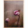 Bildverkstad Two flower buds Poster