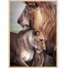 Bildverkstad Wild Lion Love Poster