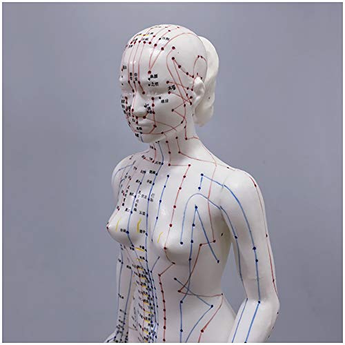 FHUILI Acupunctuurmodel Vrouwelijk acupunctuurmodel van menselijk lichaam met Meridiaanpunten 48Cm menselijk meridiaan model acupunctuur acupunctuur voor Meridiaan massage onderwijs