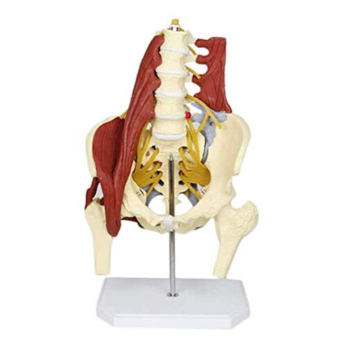 ASHILD Medische Modellen, Medische Anatomische Vrouwelijke Bekken Model Anatomische Vrouwelijke Bekken Met Bekkenbodem Spier Anatomie Model Volwassen Skelet Anatomisch Model