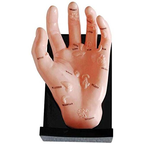 FLYIFE Medische modellen, handacupunctuurmodel, geneeskunde gezondheidszorg massage acupunt anatomiemodel, medische acupunctuur hand Chinees, voor het leren van acupunctuur