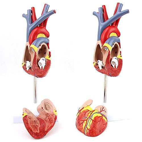 KOHARA Onderwijsmodel, anatomisch model van het menselijk hart, hartmodel, 1: 1 menselijk hartmodel, B-echografie Ultrasone medische cardiovasculaire anatomie-leermodel