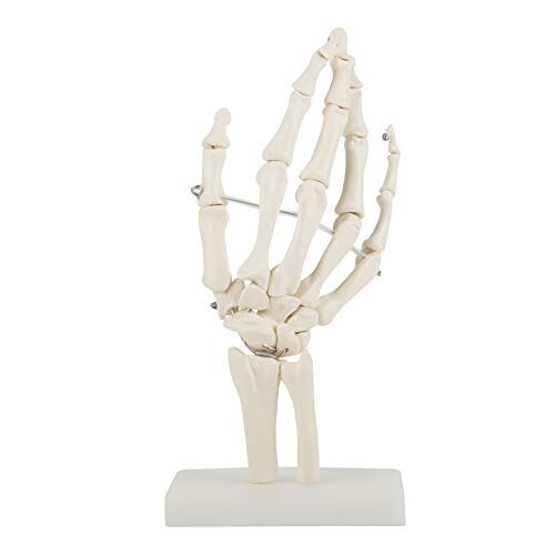 OKBY Medisch skelet model medische anatomische levensgrote menselijke hand gemeenschappelijke studie menselijke medische anatomie voor kunst schetsen skeleton scholen gezondheid