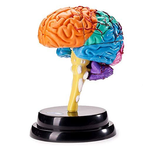DACUDA Torso- en skeletmodellen Anatomisch, anatomisch model van het menselijk brein Anatomisch model van de hersenen Afneembaar anatomisch model van het menselijk orgaan Herse