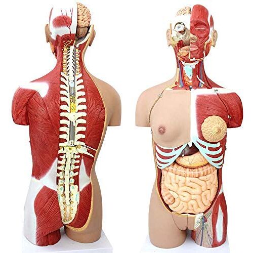 dsmsdre Onderwijswetenschappelijk model van de anatomie van de interne orgaanspier van de menselijke torso voor wetenschap Klaslokaal Studie Display Onderwijs Medisch model 85CM