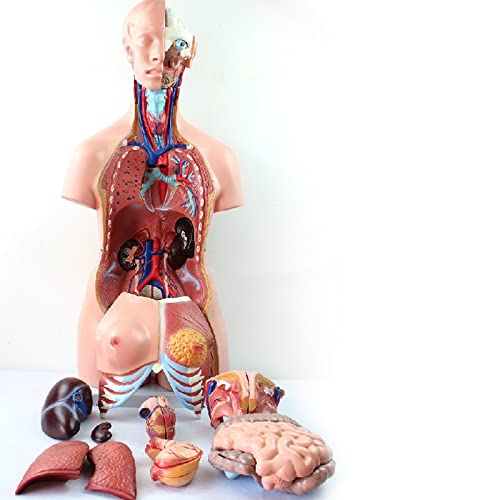 HYCLAM Menselijk orgel anatomisch model, 23 delen torsomodel, spier neurovasculaire ligamentmodel, afneembare rug, geneeskunde 85cm, gebruikt in de geneeskunde