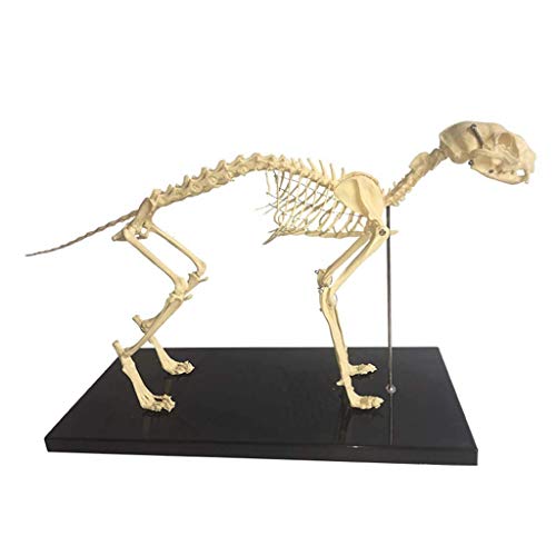 MaGiLL Educatief model Cat Skelet Anatomie Cat Bones Skeleton Specimen Anatomie Model Animal Cat Skelet Anatomisch Model voor Veterinair Onderwijs Demonstratie Tool, Medische Modellen