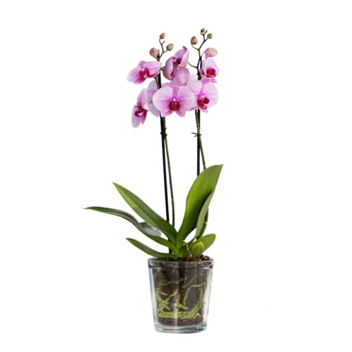 TREND FOR HOME Glazen potdeksel, 13,5 cm, bloempot van glas, transparant, orchideeën, glazen pot voor orchidee, pot voor orchidee, 1000 ml, diameter 12,5 cm, orchidee