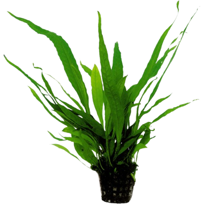 AquaVitaal Microsorum Pteropus AquaVitaal Microsorum Pteropus