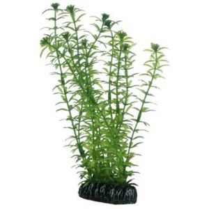 Hobby Plant Lagarosiphon 7CM Hobby Plant Lagarosiphon 7CM