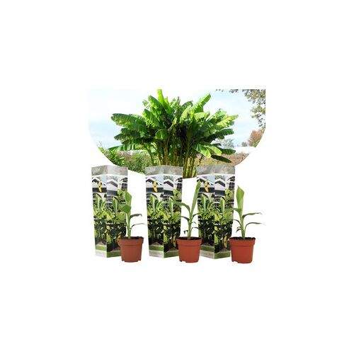 Plant in a Box Musa Basjoo - Set van 3 - Bananenplant - Tuinplant - Pot 9cm - Hoogte 25-40cm