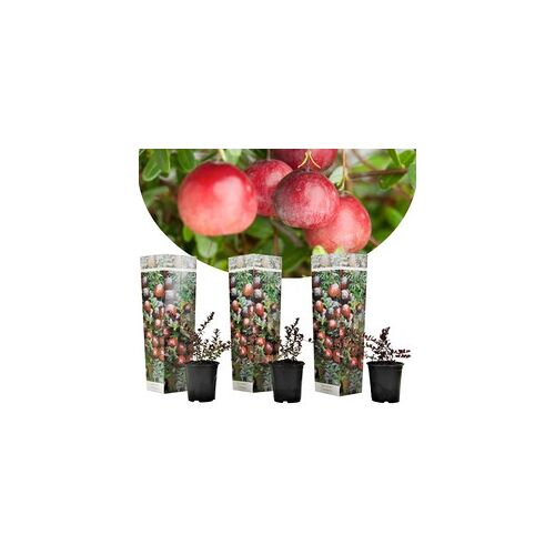 Plant in a Box Veenbes - Set van 3 - Eetbaar - Cranberry - Pot 9cm - Hoogte 10-20cm