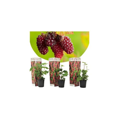 Plant in a Box Rubus 'Tayberry' - Set van 3 - Tuinplant - Braamboos - Pot 9cm - Hoogte 25-40cm