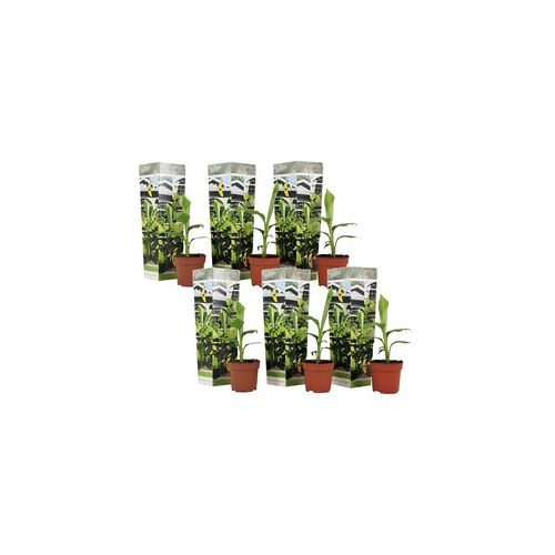 Plant in a Box Musa Basjoo - Set van 6 - Bananenplant - Tuinplant - Pot 9cm - Hoogte 25-40cm