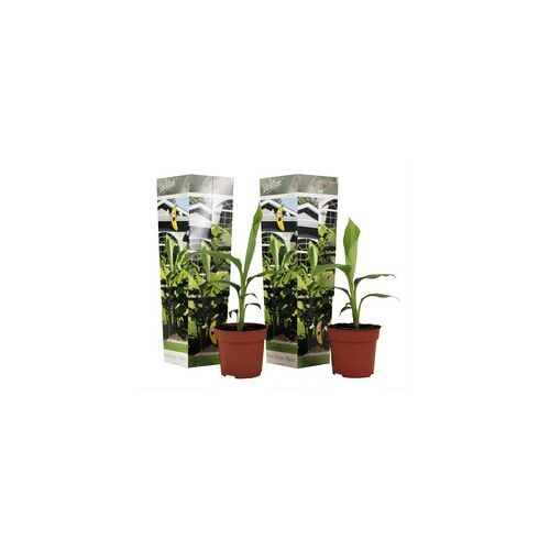 Plant in a Box Musa Basjoo - Set van 2 - Bananenplant - Tuinplant - Pot 9cm - Hoogte 25-40cm