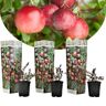 Plant in a Box Veenbes - Set van 3 - Eetbaar - Cranberry - Pot 9cm - Hoogte 10-20cm