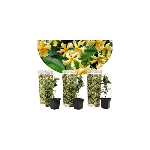 Plant in a Box Toscaanse Jasmijn - Set van 3 - Geel - Tuinplanten - Pot 9cm - Hoogte 25-40cm