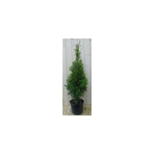 Conifeer Thuja Smaragd 150-180 cm - Warentuin Natuurlijk