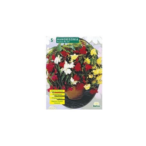 2 stuks - Zomer Bloembollen Begonia Pendula, Mix per 5 - Baltus