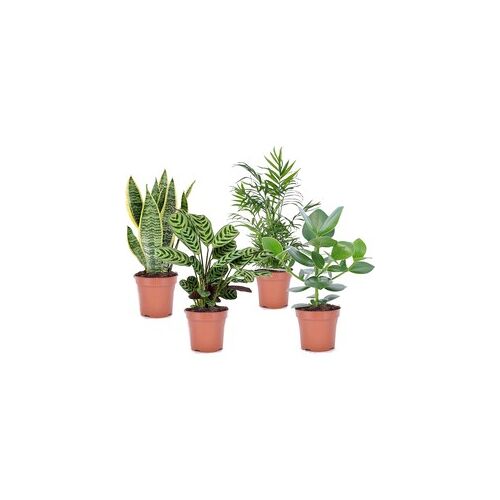 Plant in a Box Oersterke Kamerplanten - Mix van 4 - Pot 12cm - Hoogte 25-40cm