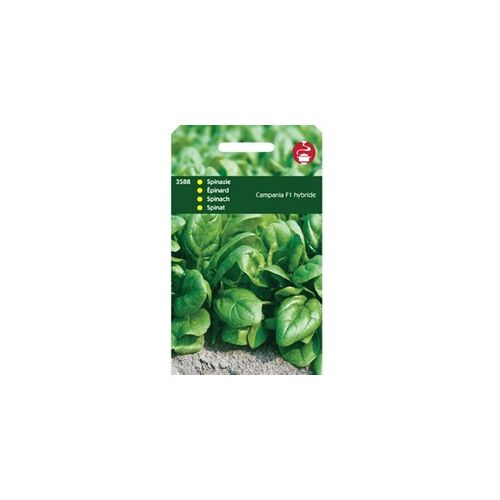 5 stuks - Spinazie Campania F1 - 50 gram - Tuinplus