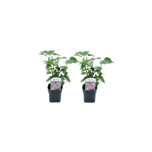 Plant in a Box Syringa vulgaris 'Michel Buchner' sering - Set van 2 - Pot 17cm - Hoogte 25-40cm