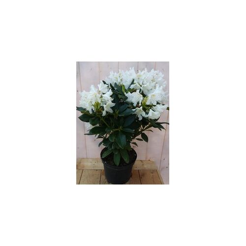 Rododendron 80 cm wit - Warentuin Natuurlijk