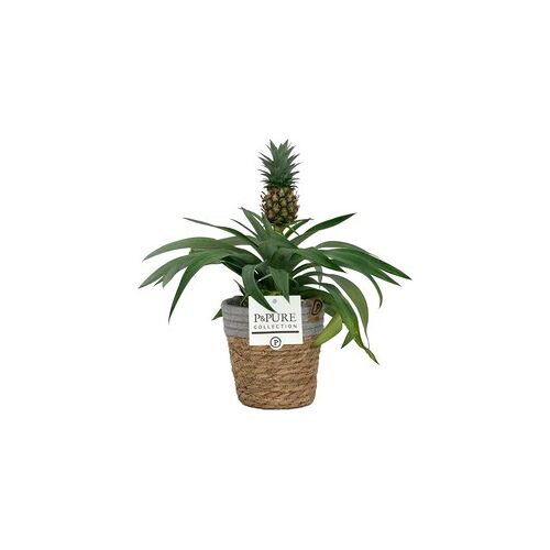 ZynesFlora - Ananasplant in Mandje - Ø 12 cm - Hoogte: 30 - 40cm - Luchtzuiverend - Kamerplant - Kamerplant in Pot