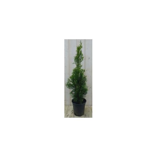 Conifeer Thuja Smaragd 90 cm - Warentuin Natuurlijk