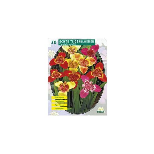 2 stuks - Zomer Bloembollen Tigridia Pavonia, Mix per 30 - Baltus