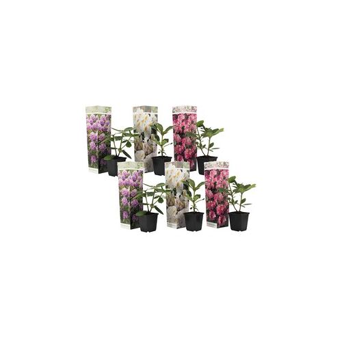 Plant in a Box Rhododendron - Mix van 6 - Paars wit roze - Tuinplant - Pot 9cm - Hoogte 25-40cm