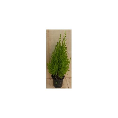 Cupressus Kamerconifeer 50 cm - Warentuin Natuurlijk