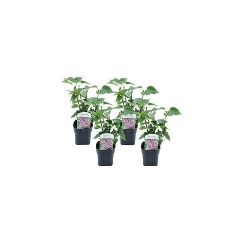 Plant in a Box Syringa vulgaris 'Michel Buchner' sering - Set van 4 - Pot 17cm - Hoogte 25-40cm