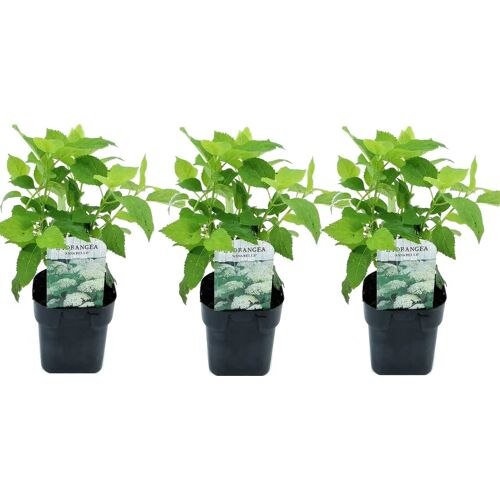 Plant in a Box Hydrangea arborescens Annabelle - Set van 3 - Pot 17cm - Hoogte 30-40cm Hydr. Annabelle P17 x3