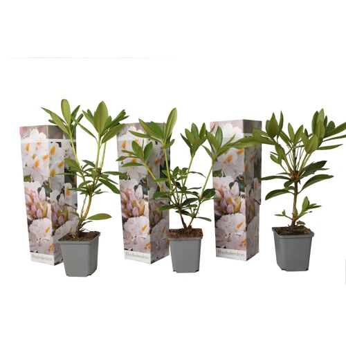Plant in a Box Rhododendron - Mix van 3 - Paars,wit,roze - Tuinplant - Pot 9cm - Hoogte 25-40cm Rhododendron White x3