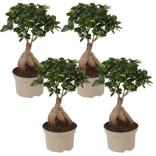 Plant in a Box Ficus Ginseng - Japanse Bonsai - Set van 4 - Pot 12cm - Hoogte 30-40cm Ficus Ginseng P12 x4