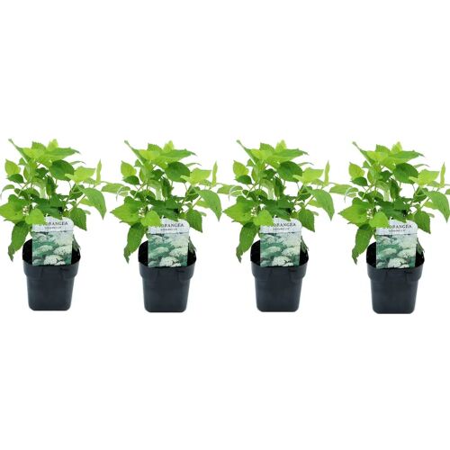 Plant in a Box Hydrangea arborescens Annabelle - Set van 4 - Pot 17cm - Hoogte 30-40cm Hydr. Annabelle P17 x4