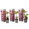 Plant in a Box Rhododendron - Mix van 3 - Paars,wit,roze - Tuinplant - Pot 9cm - Hoogte 25-40cm Rhododendron Pink x3