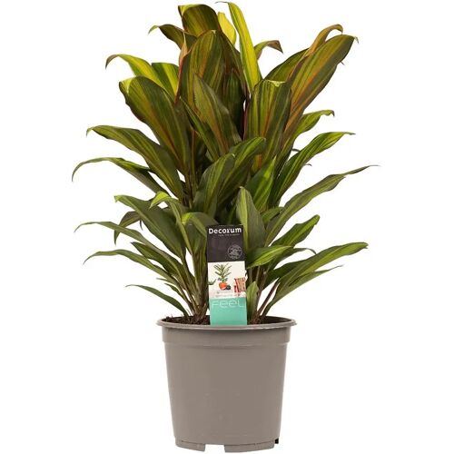 goedengroen Decorum Cordyline Kiwi toef