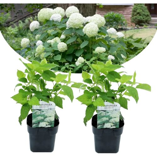 Plant in a Box Hydrangea arborescens Annabelle - Set van 2 - Pot 17cm - Hoogte 30-40cm Hydr. Annabelle P17 x2